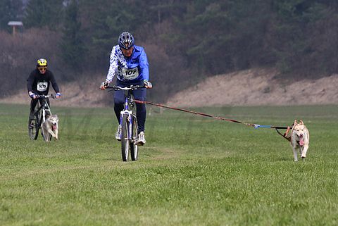 1.tekmovanje vlečnih psov,Logatec,10.4.2010 - foto