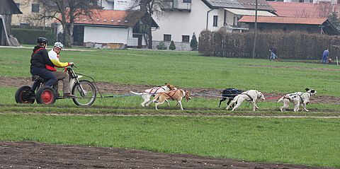 1.tekmovanje vlečnih psov,Logatec,10.4.2010 - foto povečava