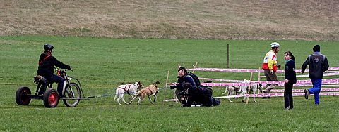 1.tekmovanje vlečnih psov,Logatec,10.4.2010 - foto povečava