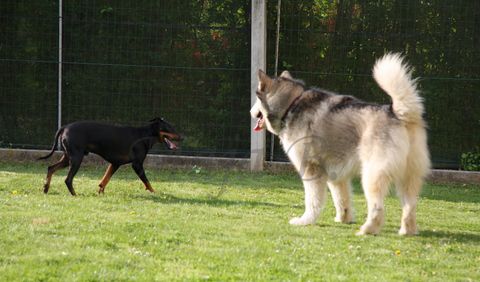 Aska in Dalton - 25.4.2010 - foto povečava