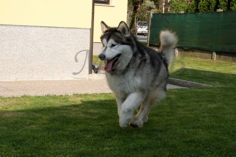 Aska in Dalton - 25.4.2010 - foto