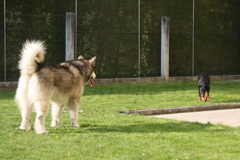 Aska in Dalton - 25.4.2010 - foto