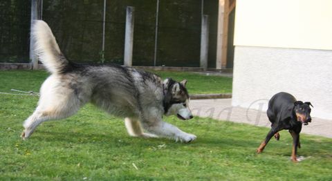 Aska in Dalton - 25.4.2010 - foto povečava