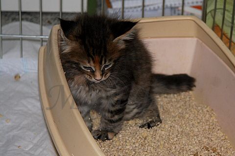 Main coon Benny, Ulla z mladički, 2.5.2010 - foto povečava