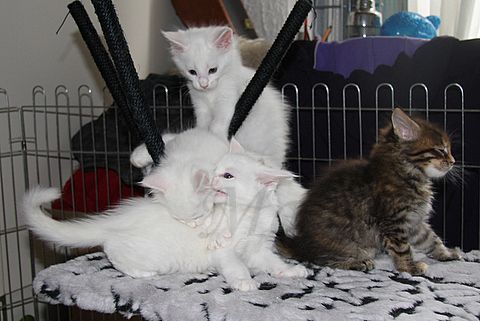 Main coon Benny, Ulla z mladički, 2.5.2010 - foto povečava