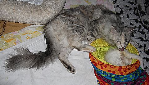 Main coon Benny, Ulla z mladički, 2.5.2010 - foto povečava