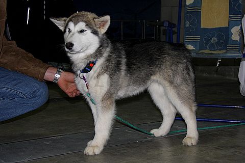 Dog-show, St. Gallen, 8.5.2010 - foto povečava