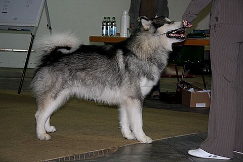 Dog-show, St. Gallen, 8.5.2010 - foto povečava