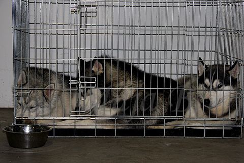 Dog-show, St. Gallen, 8.5.2010 - foto