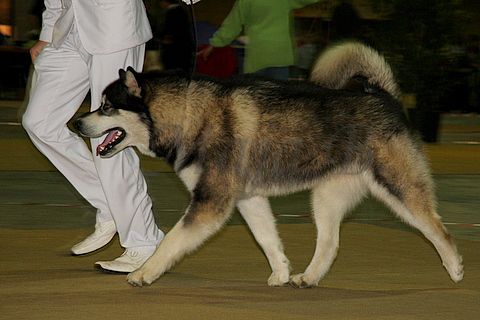 Dog-show, St. Gallen, 8.5.2010 - foto