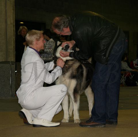 Dog-show, St. Gallen, 8.5.2010 - foto