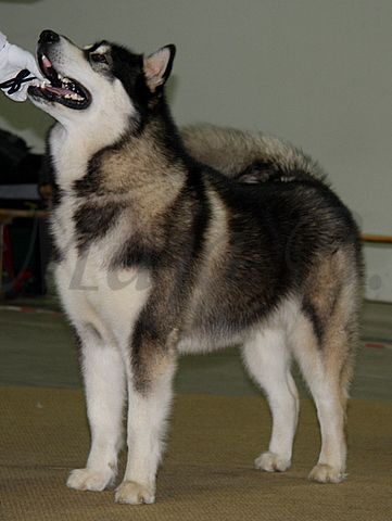 Dog-show, St. Gallen, 8.5.2010 - foto