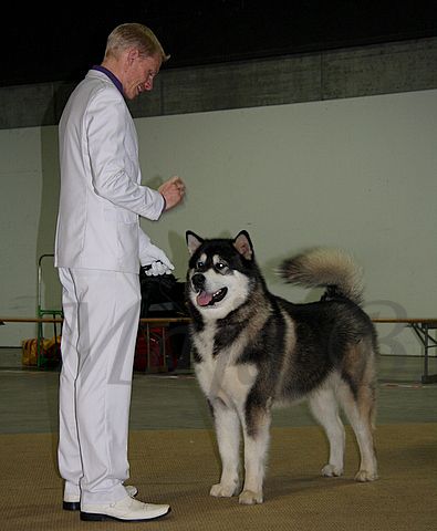 Dog-show, St. Gallen, 8.5.2010 - foto