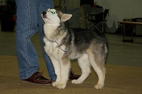 Dog-show, St. Gallen, 8.5.2010 - foto povečava