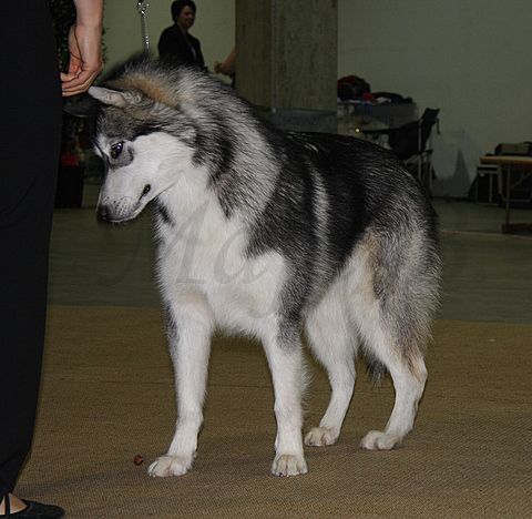 Dog-show, St. Gallen, 8.5.2010 - foto