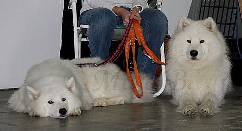 Dog-show, St. Gallen, 8.5.2010 - foto