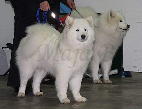 Dog-show, St. Gallen, 8.5.2010 - foto