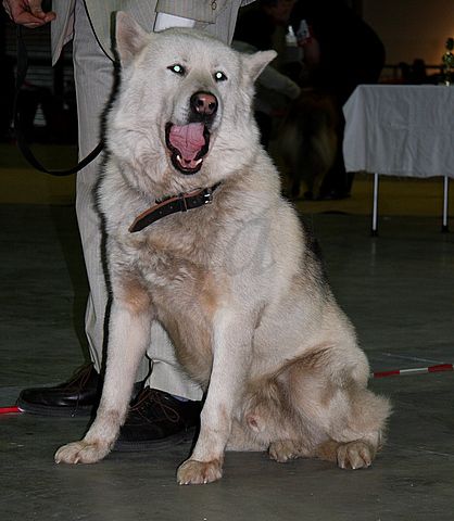 Dog-show, St. Gallen, 8.5.2010 - foto povečava