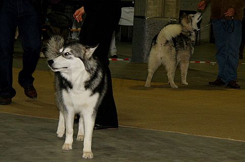 Dog-show, St. Gallen, 8.5.2010 - foto povečava