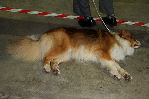 Dog-show, St. Gallen, 8.5.2010 - foto