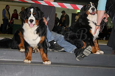 Dog-show, St. Gallen, 8.5.2010 - foto povečava