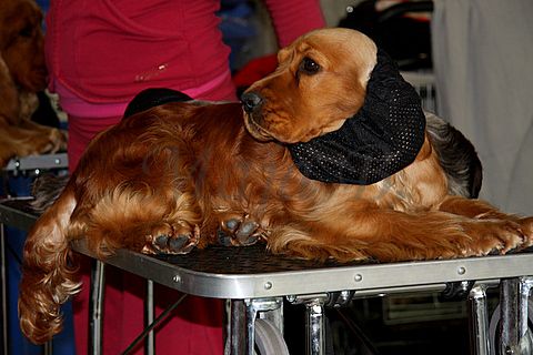 Dog-show, St. Gallen, 8.5.2010 - foto