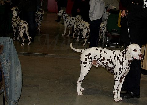 Dog-show, St. Gallen, 8.5.2010 - foto