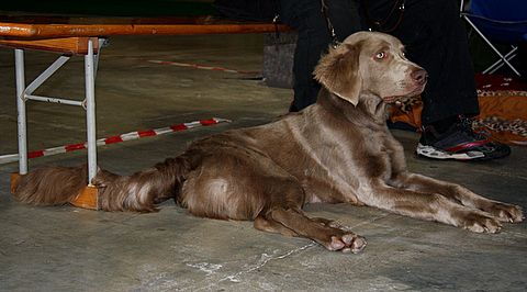 Dog-show, St. Gallen, 8.5.2010 - foto