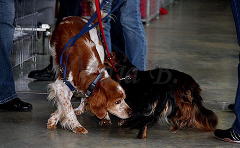 Dog-show, St. Gallen, 8.5.2010 - foto povečava