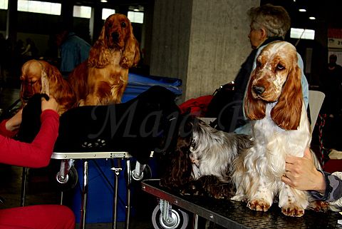 Dog-show, St. Gallen, 8.5.2010 - foto povečava