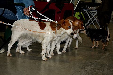 Dog-show, St. Gallen, 8.5.2010 - foto