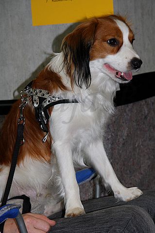 Dog-show, St. Gallen, 8.5.2010 - foto