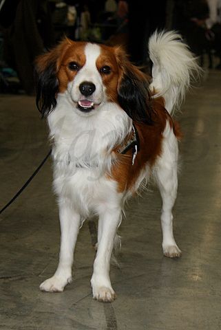 Dog-show, St. Gallen, 8.5.2010 - foto