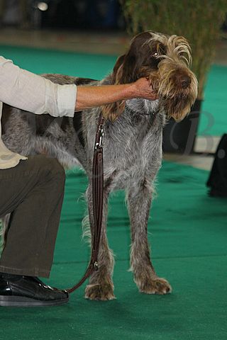 Dog-show, St. Gallen, 8.5.2010 - foto povečava