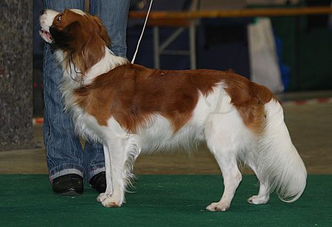 Dog-show, St. Gallen, 8.5.2010 - foto povečava