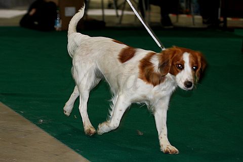 Dog-show, St. Gallen, 8.5.2010 - foto povečava