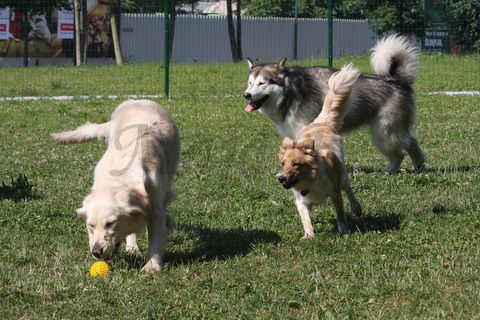 Pasje igrišče,25.6.2010 - foto