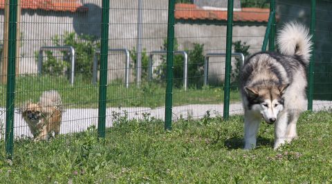 Pasje igrišče,25.6.2010 - foto povečava