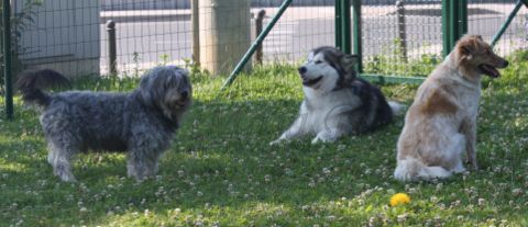 Pasje igrišče,25.6.2010 - foto povečava