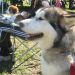 KD Ovčar Škofja loka, agility, 11.9.2010