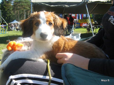 KD Ovčar Škofja loka, agility, 11.9.2010 - foto