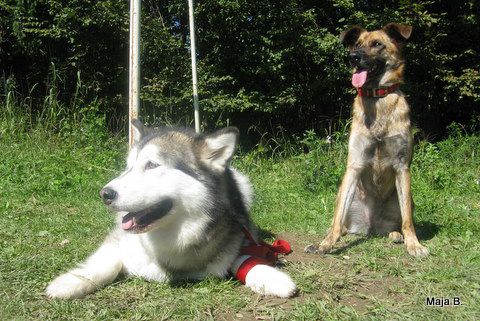 KD Ovčar Škofja loka, agility, 11.9.2010 - foto