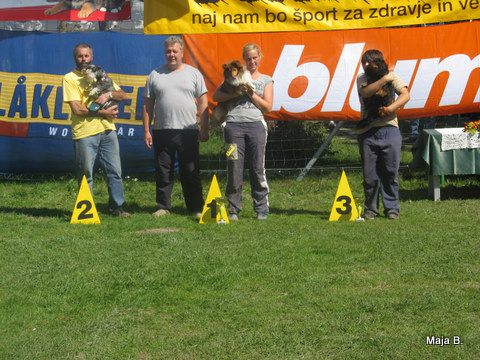 KD Ovčar Škofja loka, agility, 11.9.2010 - foto povečava