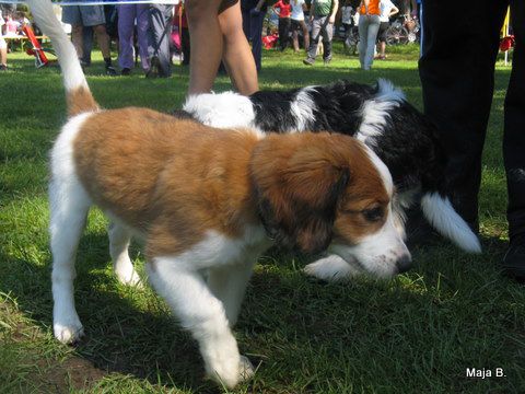 KD Ovčar Škofja loka, agility, 11.9.2010 - foto povečava