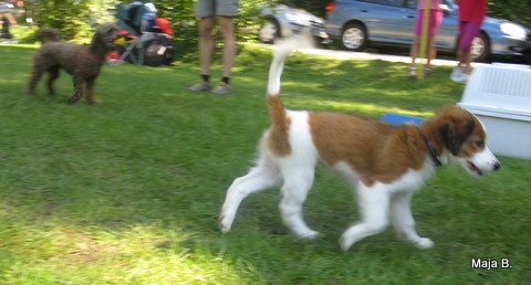 KD Ovčar Škofja loka, agility, 11.9.2010 - foto povečava