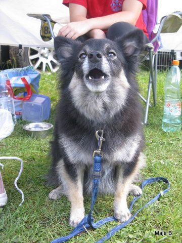 KD Ovčar Škofja loka, agility, 11.9.2010 - foto