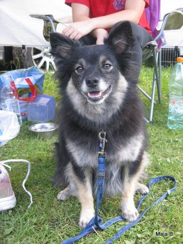 KD Ovčar Škofja loka, agility, 11.9.2010 - foto povečava