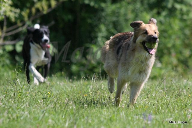 Srečanje-Sparki, Tara, Oli in Hana, 24.6.2012 - foto