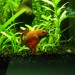 kralj v akvariju!!!!   zivi z neonkami
