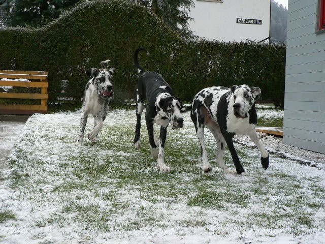 Tristan, Tabea in Hera - foto